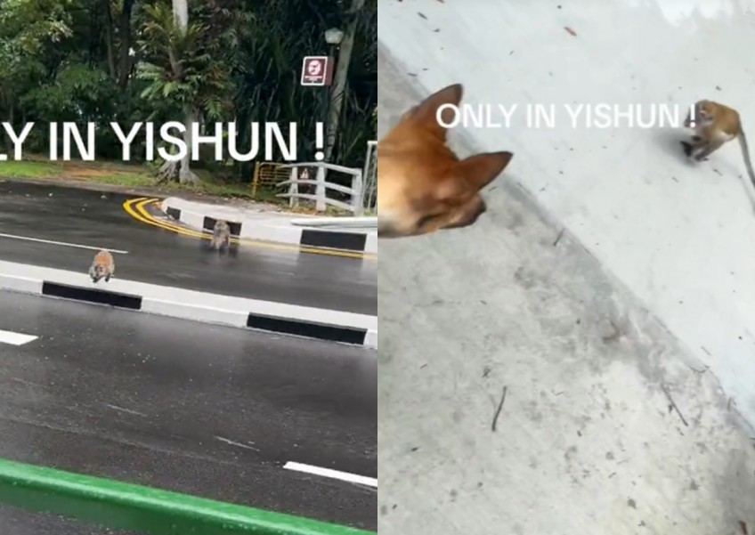 'I must save my dog no matter what': Woman's pet attacked by monkeys in Yishun bit.ly/4akUwqQ
