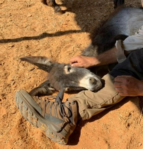 😊 We love this photo of a young resident at our sanctuary in Israel having a little snooze in the sunshine leaning on a member of our team's leg!!! Just adorable 💛🫶😍 #SanctuaryLife #IsraelSanctuary #SanctuaryMoments #AnimalLove #DonkeySanctuary #DonkeyLove #HappySaturday