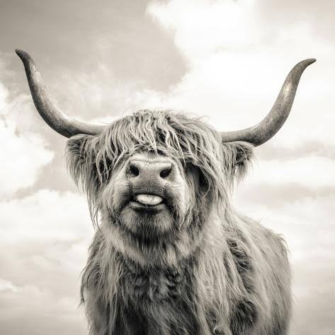 Must love coos