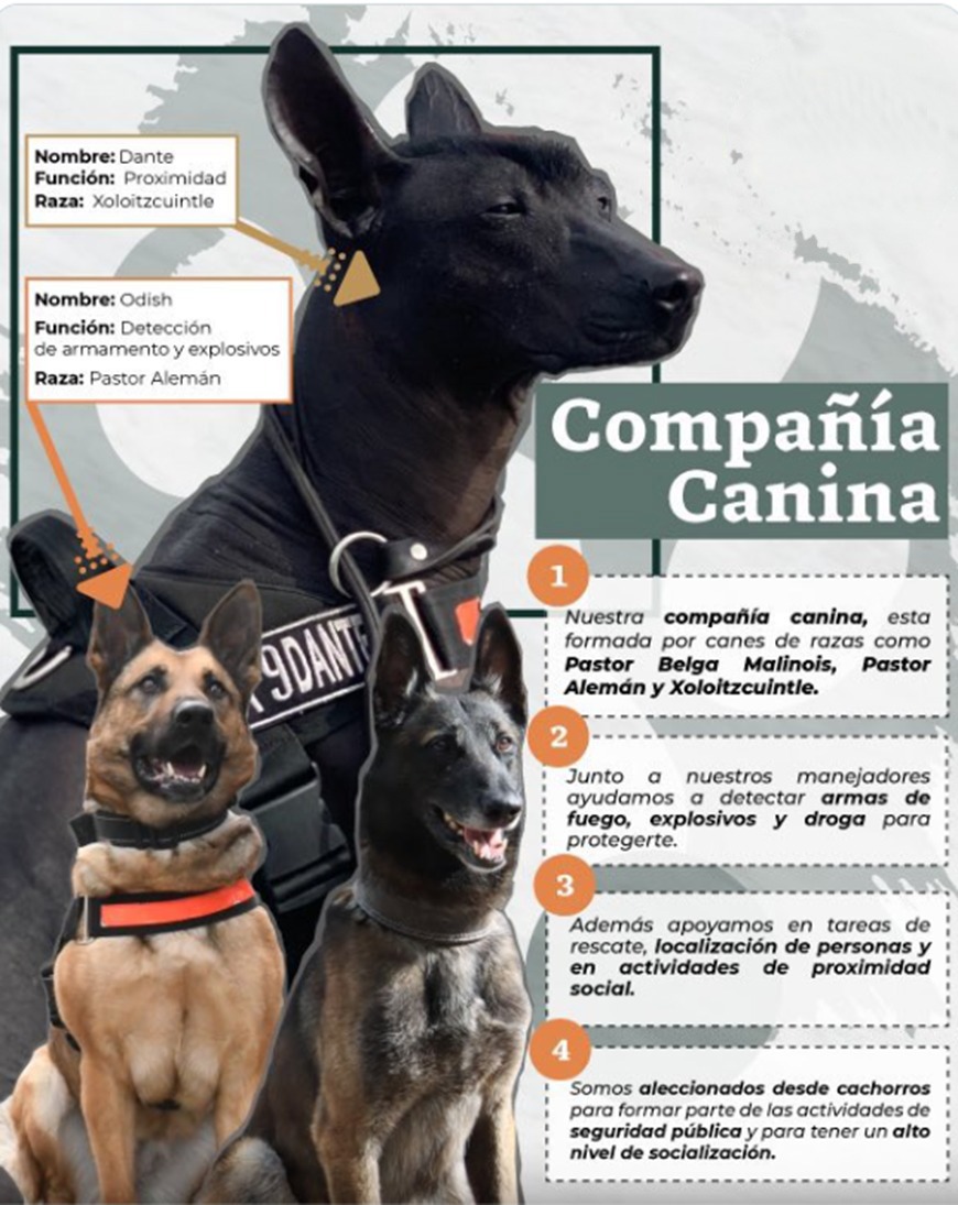 Conoce a algunos de nuestros héroes de cuatro patas, que integran la Compañía Canina.