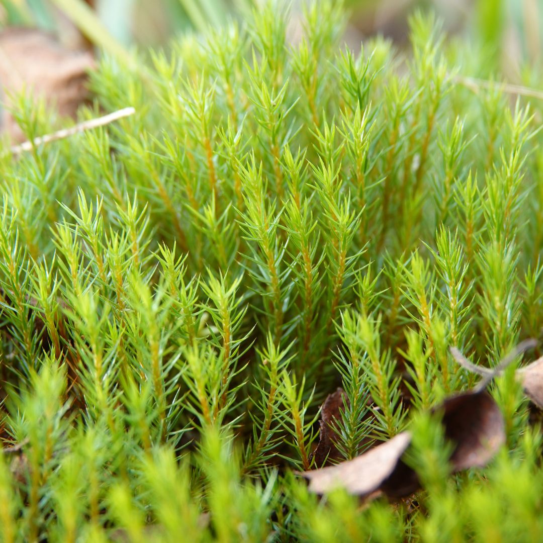 Polytrichum Strictum 🌿

This unassuming moss isn't just green fluff! Bog-hair moss is a total bog champion, thriving in the harsh conditions most plants would struggle with.

#discoverlindow #lindowman #boghairmoss #ukwildlife #peatlandrestoration #environment #peatland