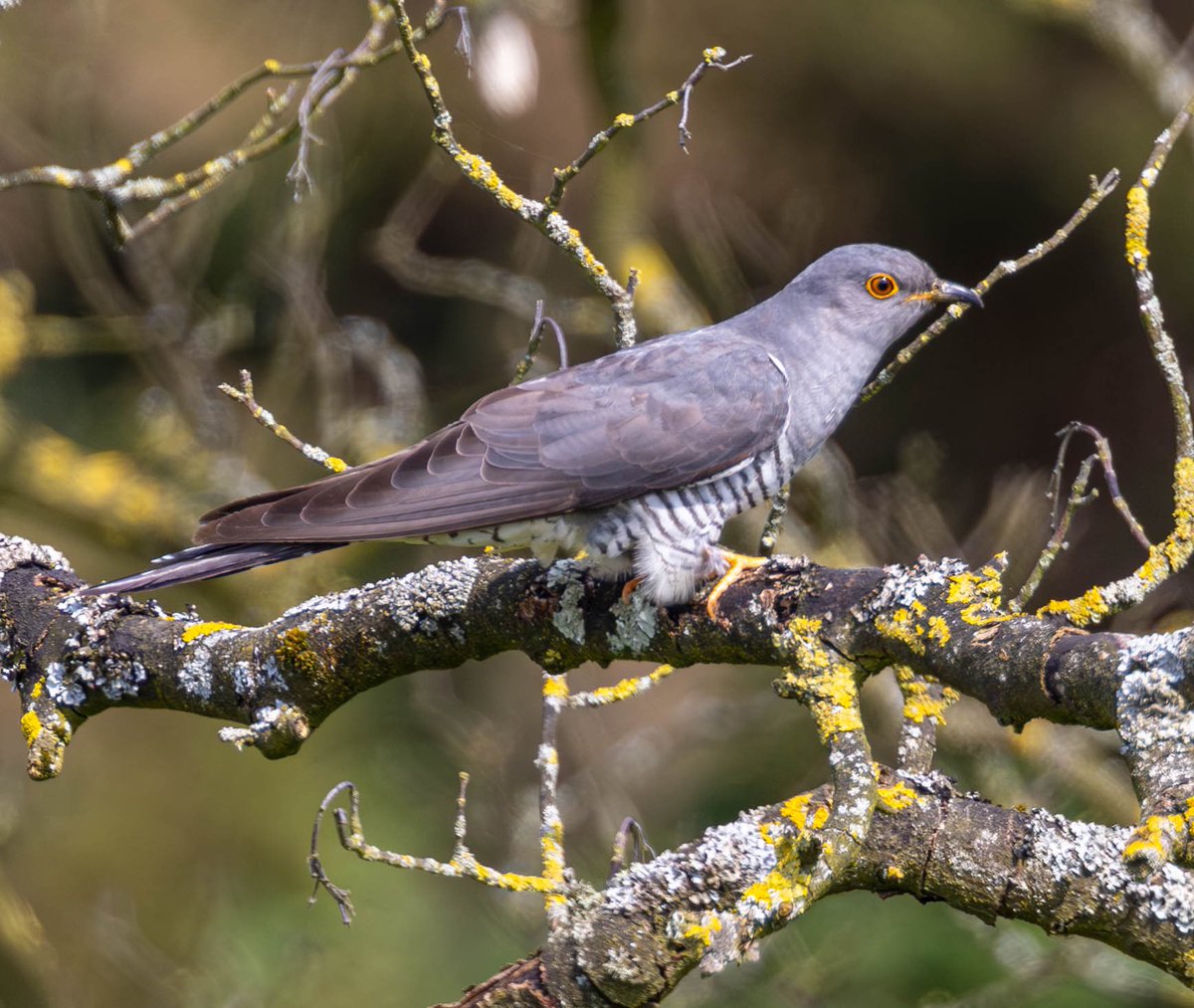 3 cuckoo's showing well today