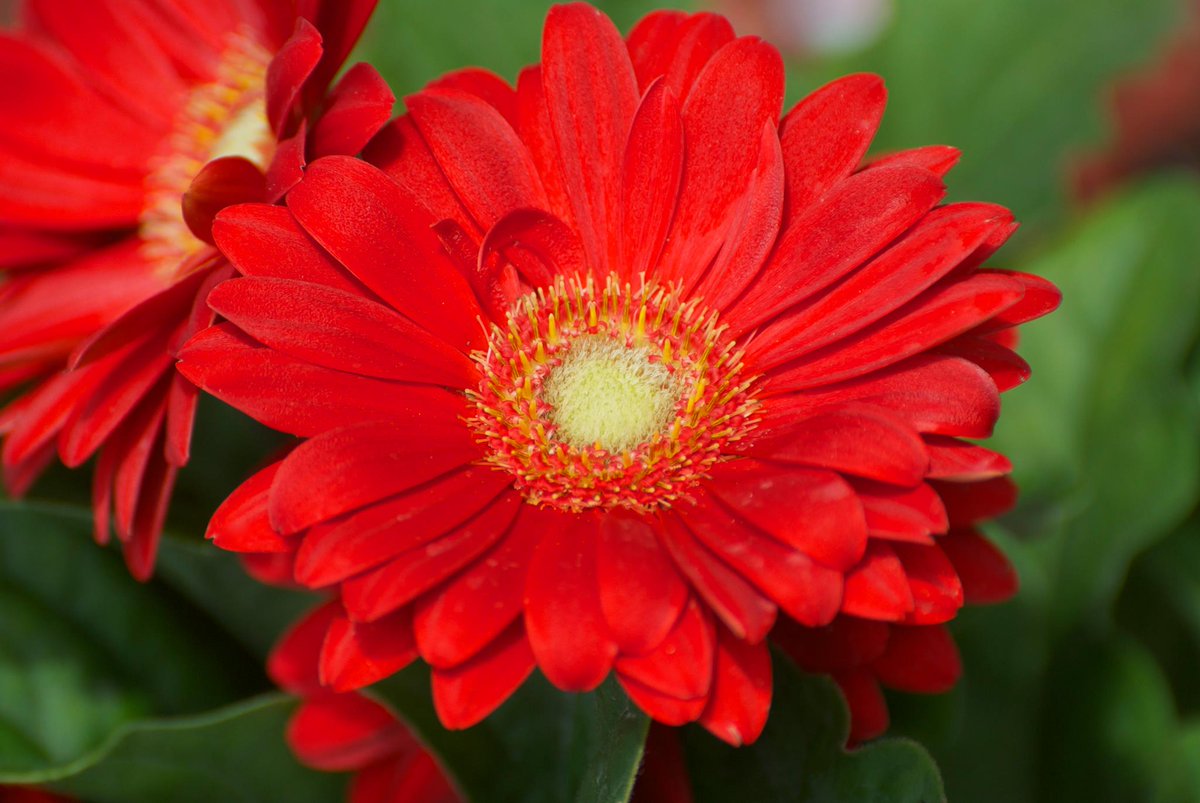 Lovely #red #flower #photography #flowers #flowersonx #easternontario #alfredontario #closeup #flowers #wbw #flowerphotography #flowerpower #naturephotography #nikonphotography #fbf #photooftheday #photographer #tbt❤️ #nikond60