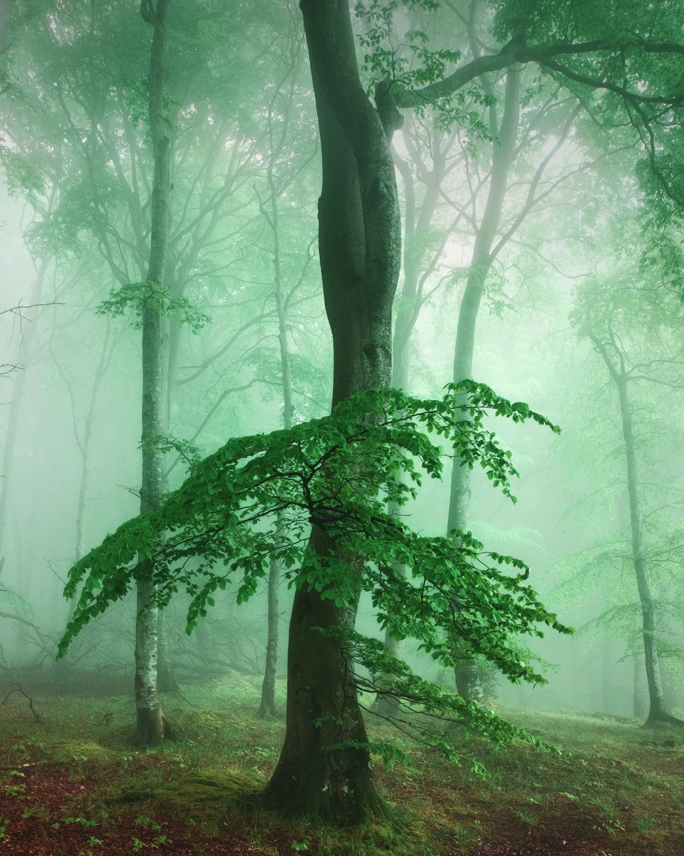 The Green Dress
Germany
#landscapephotography #tree #fog