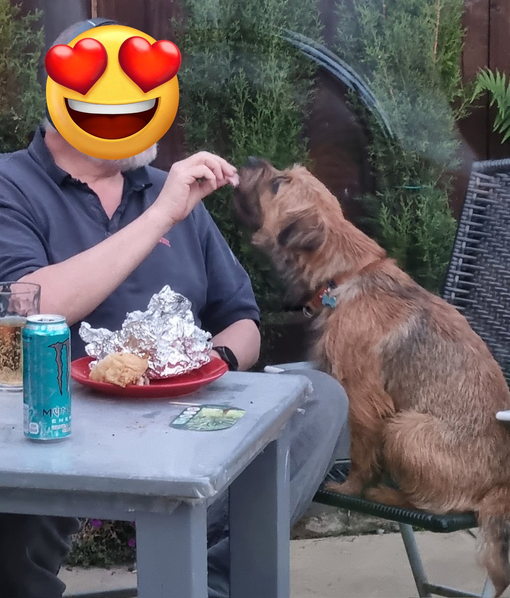 Me & dad sharing supper! #borderterrier #BTPosse