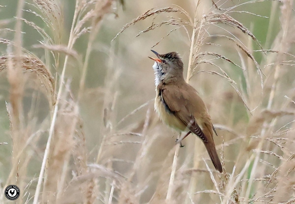The Great Reed Warbler @Natures_Voice Ouse Fen reserve showed well and sang almost continuously this morning. Superb looking spot with Bitterns and Hobbies too. @BirdGuides @CambsBirdClub @wildlifebcn @RareBirdAlertUK @RSPBEngland