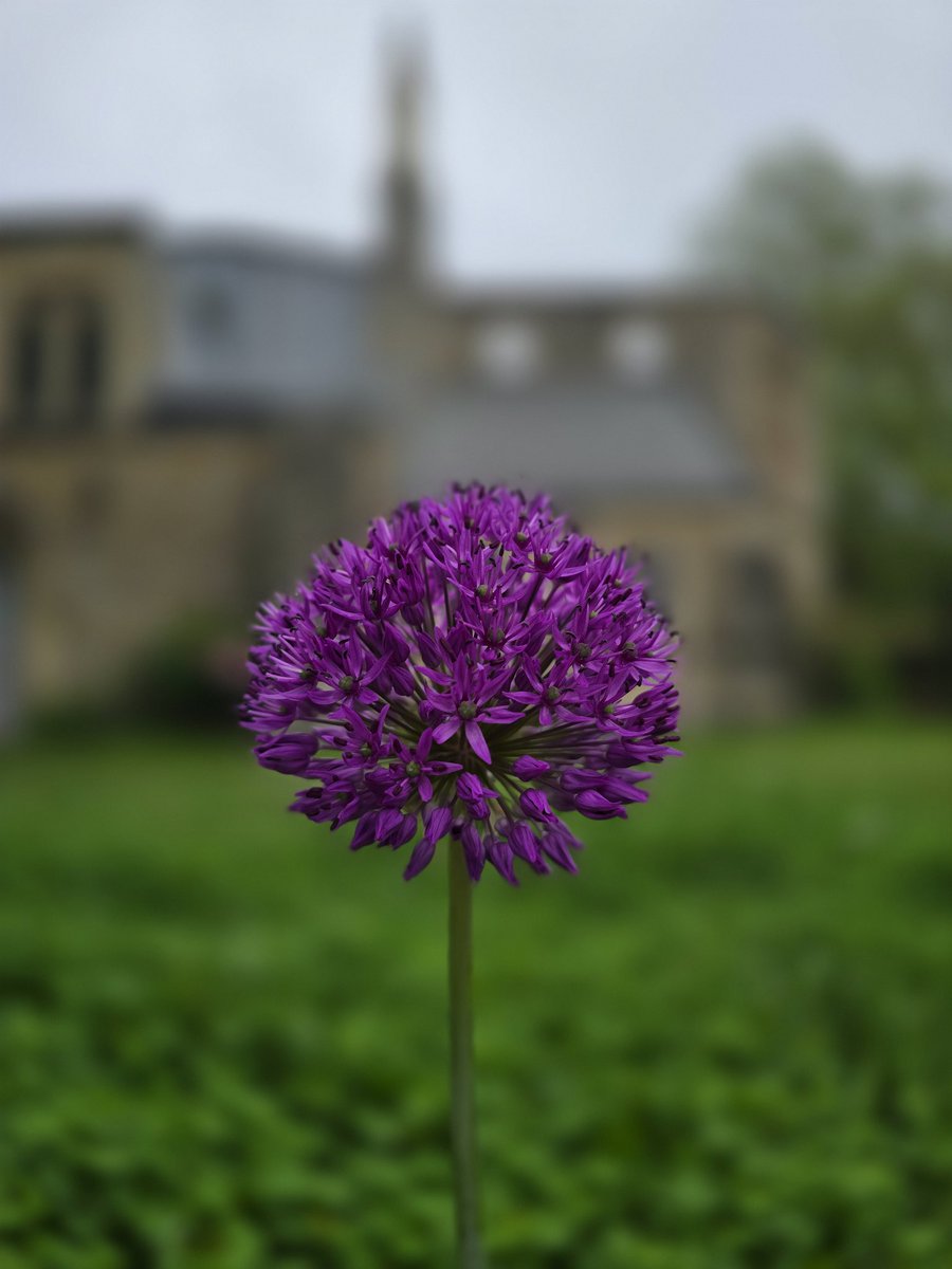 #POTD2024 Day 139 Sensationally Purple! A pretty portrait shot of a Purple Sensation in front of a church. Morning walk with the furry one. #potd #picoftheday #pictureoftheday #mylifeinpictures #s24ultra #london #southlondon #nature #mothernature