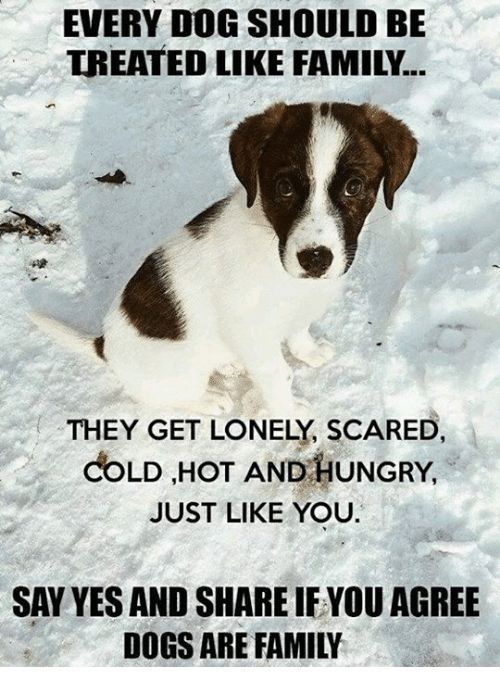Yes! Dogs are Family!