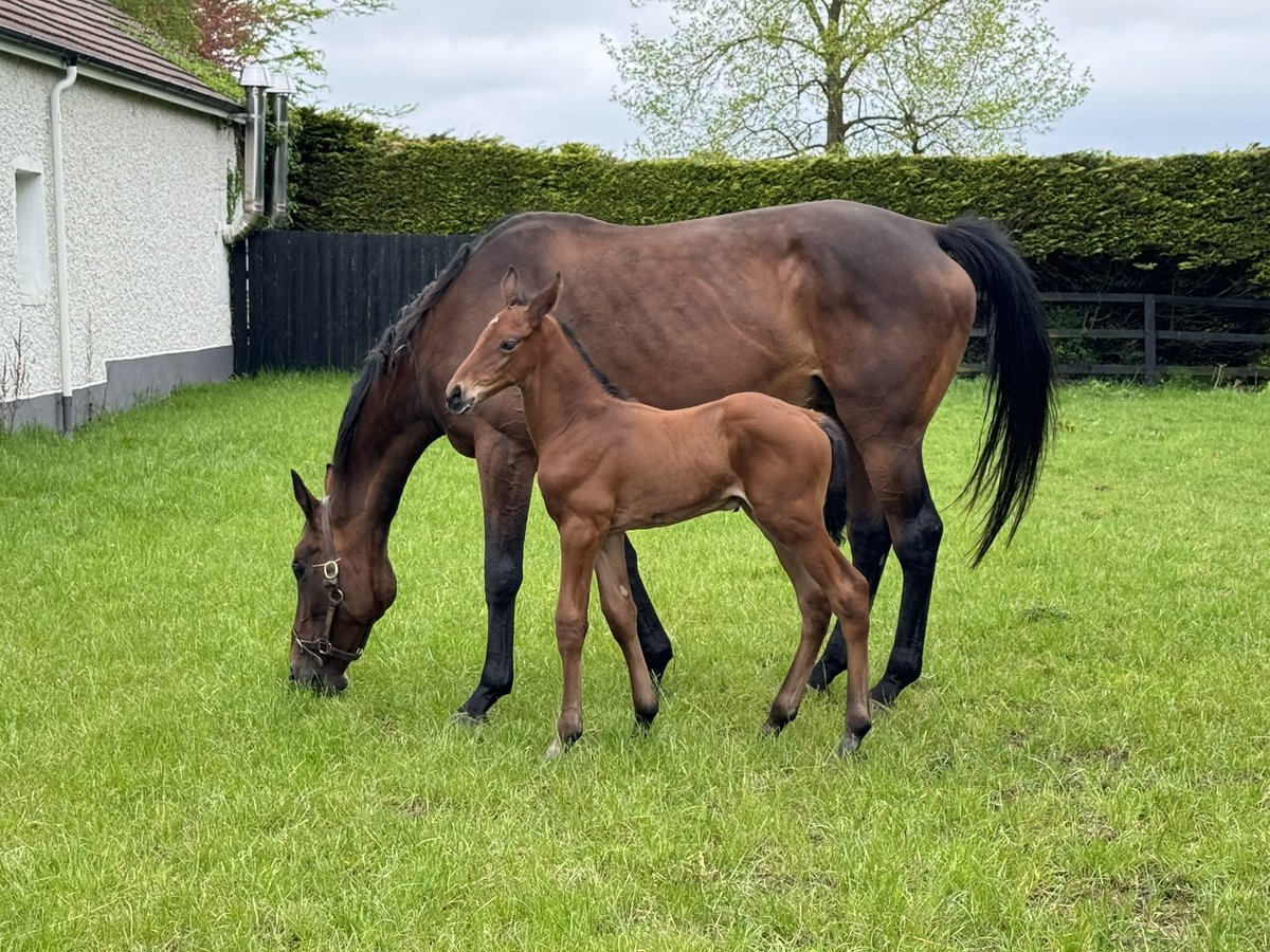 Here’s our 4 day old Walk in the Park colt out of Shattered Love. He’s a belter👍