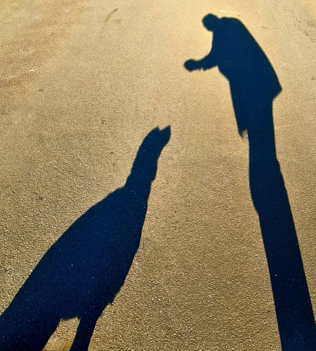 Having some fun on the evening dog walk with long shadows created by the setting sun. #glasgow #dog #dogwalking #shadow #longshadows #eveningsun #lateeveningsun #sunset