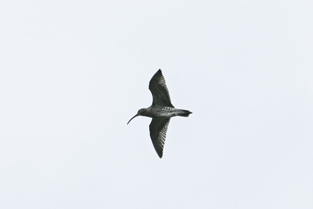 Some great Dartmoor birds today: Common Redstart, Buzzard, Cuckoo and Curlew #Dartmoor