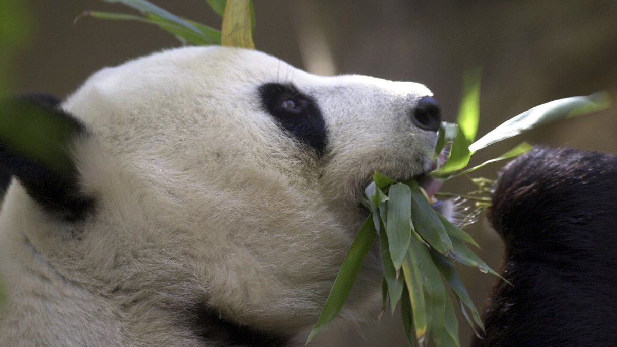 Exciting news! China plans to send a new pair of giant pandas to the San Diego Zoo, symbolizing renewed friendship with the U.S. #PandaDiplomacy #SanDiegoZoo apnews.com/article/pandas…