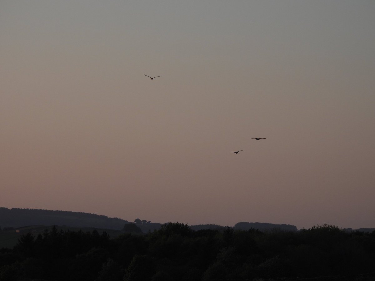 Curlew fly past at sunset . @EasternMoors @peakdistrict @CurlewAction @curlewcalls @curlewrecovery
