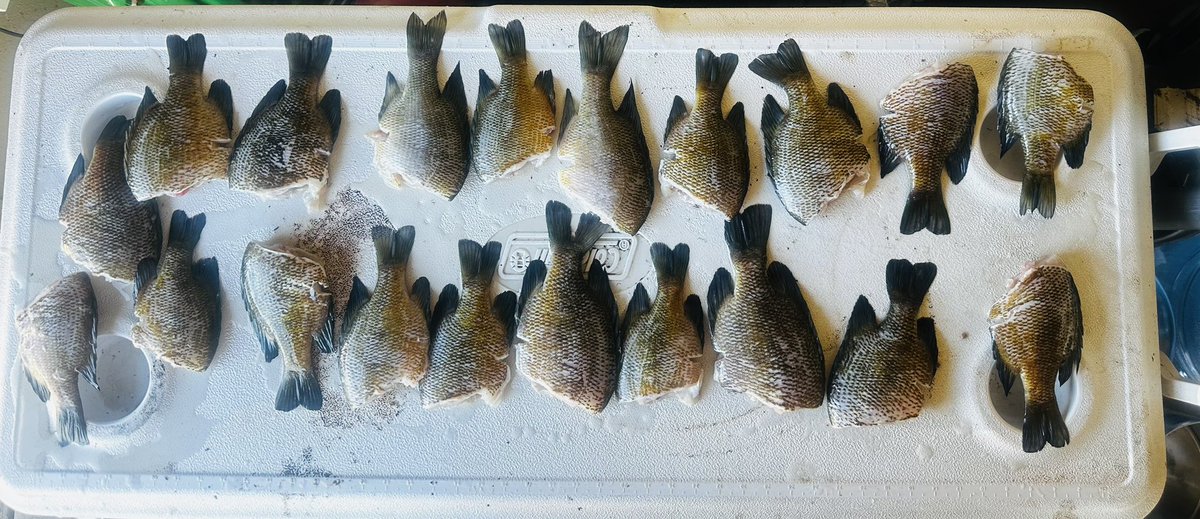 🗣️From FISHING to tha KITCHEN ‼️
Before and After‼️
Bream fishing with 🪱 and 🦗!!
#countryliving #rodandreel #lakemurval #hotgrease #outdoors