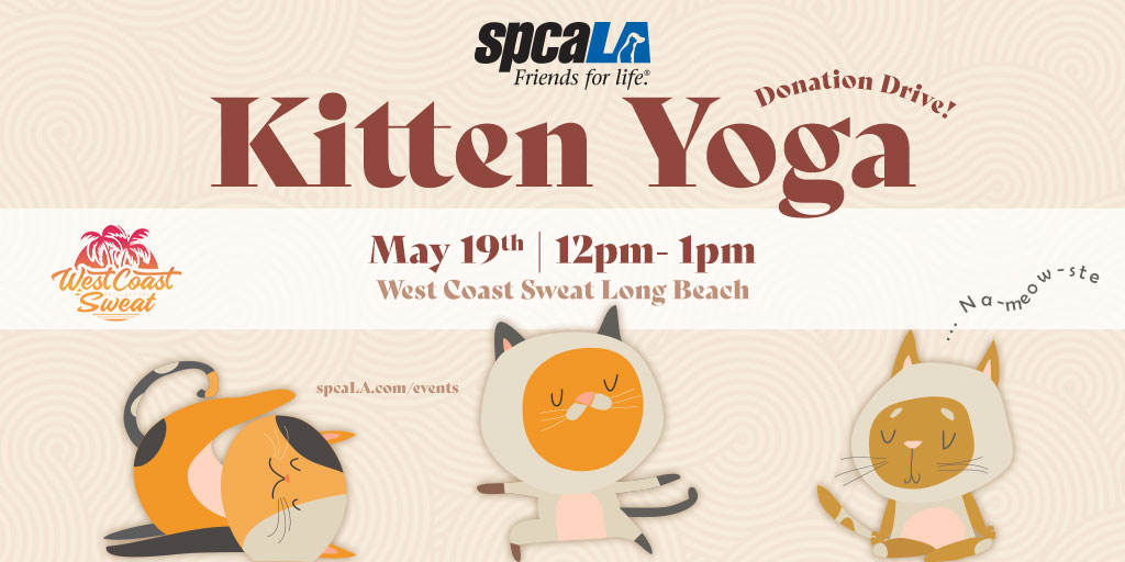 Join us at West Coast Sweat Long Beach on Sunday, May 19th for a purrfectly peaceful fundraiser yoga class. After class, meet the kitties - and maybe even take one home! 100% of class fees benefit spcaLA, no membership required. tinyurl.com/2xwkjw4t
