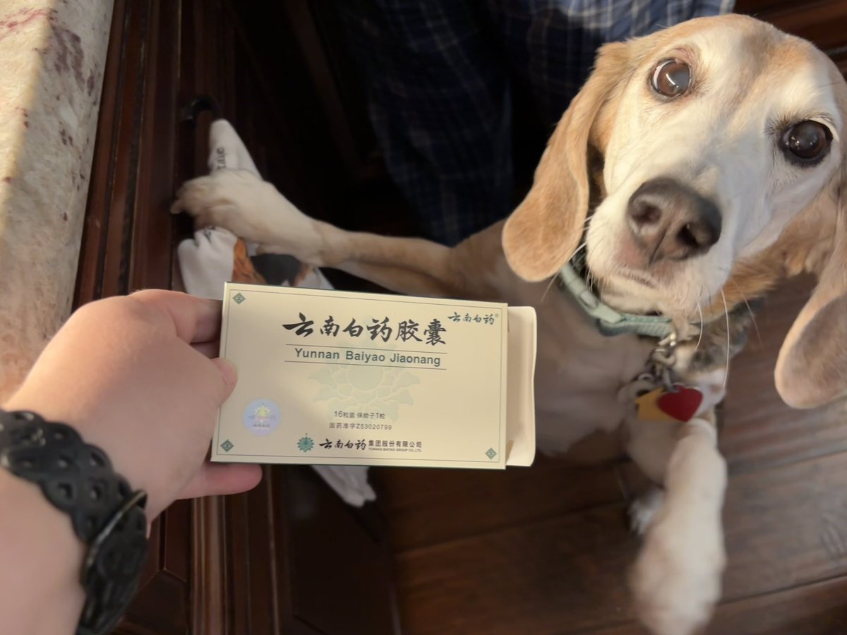 Thanks to <a href="/Piper_beagle/">Piper 🌈 and Pumpkin 🐾</a> for telling us about this Chinese herbal supplement that is supposed to help. Because of the meds I got from the vet yesterday, I have an appetite and energy. The hope is these capsules will stop the bleeding. 🤞🏻
