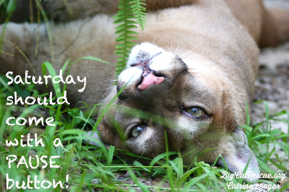 HAPPPY CATURDAY! 🐾
“Saturday should come with a PAUSE button!”

#CatrinaCougar #BigCatRescue #BigCats #Cougar #FloridaPanther #Puma #MountainLion #Saturday #SaturdayMood #Quote #Quotes #Pause #Relax #Weekend #WeekendVibes #CaroleBaskin