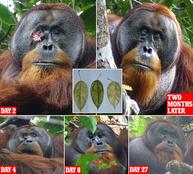 Scientists observed a wild orangutan applying medicine to his own wound in a world first. The Sumatran orangutan, named Rakus, was seen chewing up leaves of a medicinal plant, create a pulp & administering the substance revealing animals are aware of plants healing powers.👍😍