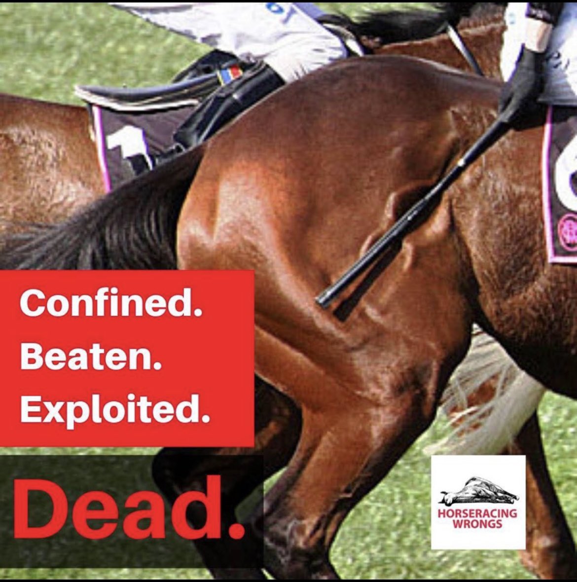 At the track, perched humans compel their charges to a breakneck speed w/ a whip. There is no choice, no free will, no autonomy for naturally autonomous beings. #EndHorseracing #HorseracingKillsHorses #Horseracing is #AnimalAbuse & #AnimalCruelty #Preakness149 #Preakness  ❌🏇❌