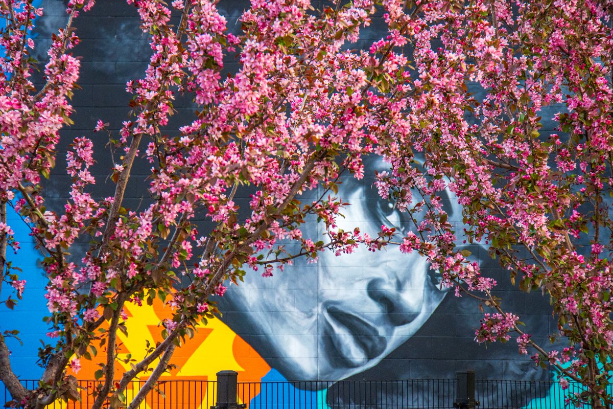 Yeah Baby, Yeah... I ran all that way this morning to get this shot at sunrise. It was worth it. Blossoms and #streetart in downtown #Edmonton. #yegdt #yeg #photography #mural #spring