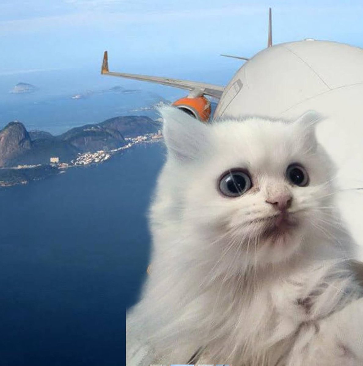 selfiecat_sol_'s tweet photo. We are flying tonight. Lets take a selfie! https://t.co/tcNBUKqtw4