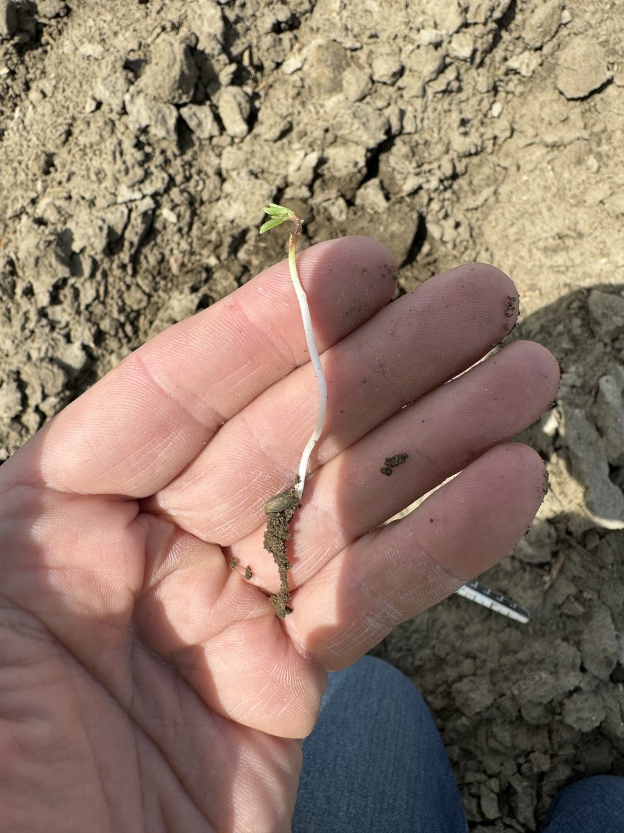 CDC Proclaim CL small red lentils on sugar beet stubble 😄 stampseeds.com/lentil---procl… #WestCdnAg