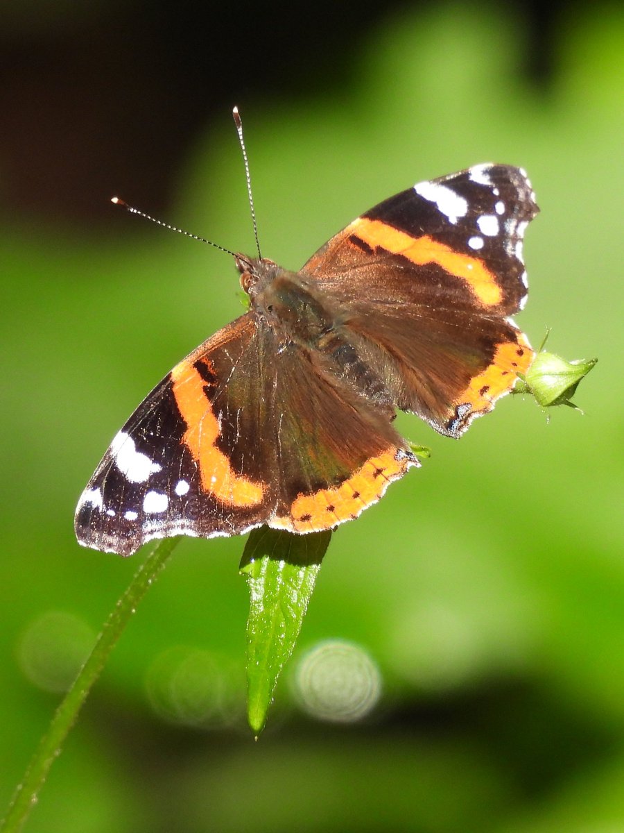 Sonnenbad

#NaturePhotography
#butterfly #Schmetterling
#NaturalBeauty