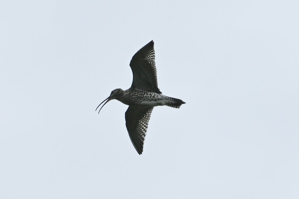 And a few more, Dartmoor redstart, buzzard, curlew and cuckoo