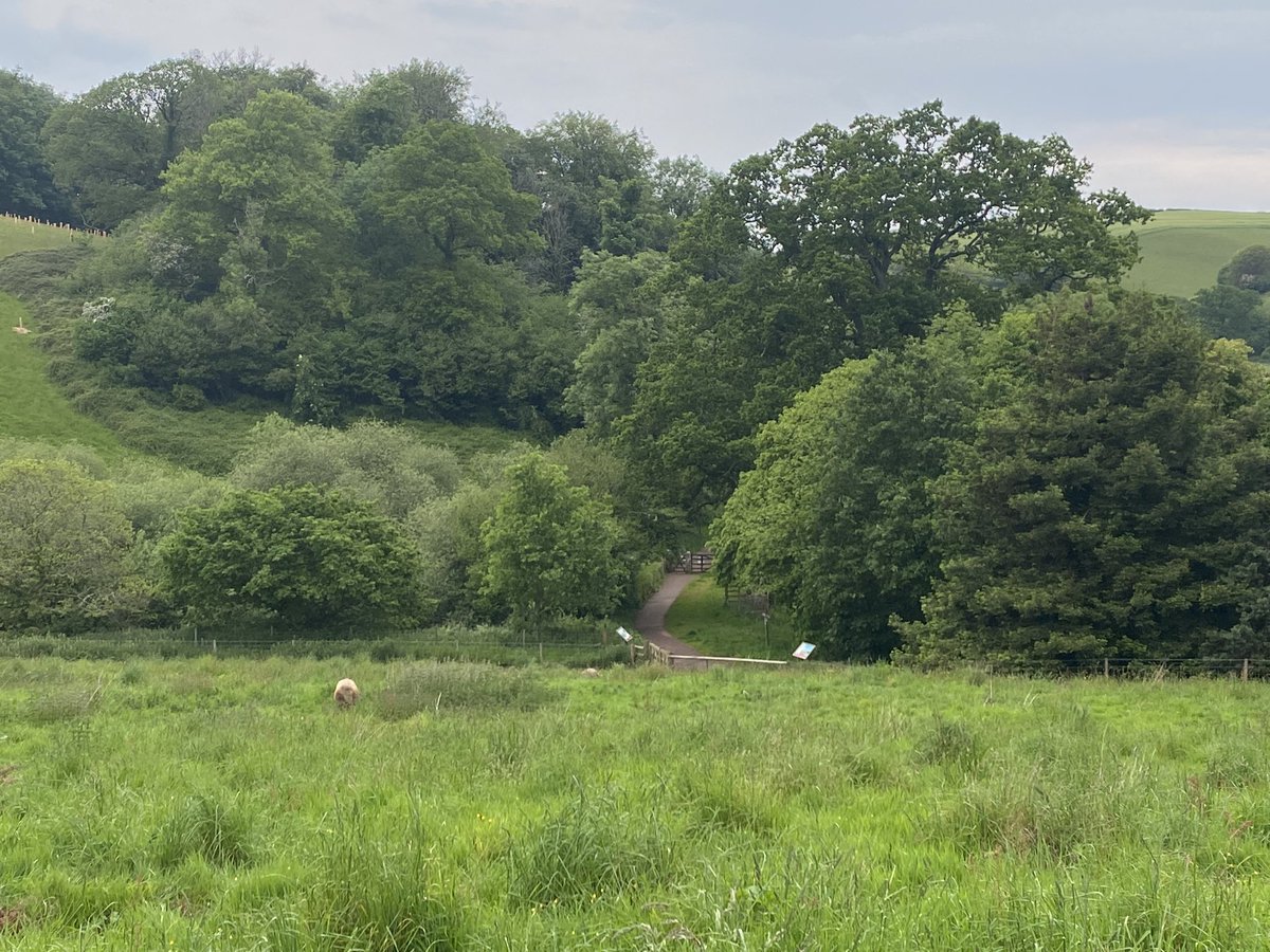 @inkcapjournal @some_yeo OH and I finally saw Mangalitsa peeegs (white blob to the left in this photo)