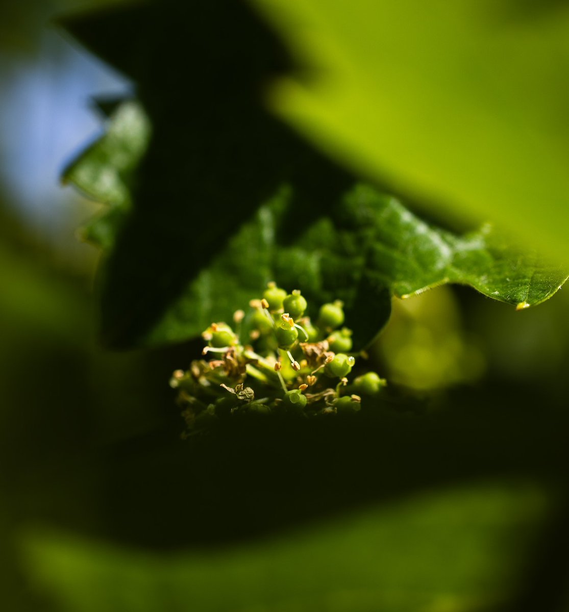 A little *peek* at some Chase Cellars first #Zinfandel berries as the vines begin to flower & set fruit! ⁣ ⁣ 📸 IG: lens.of_bliu⁣ Explore more of Chase Cellars: l8r.it/tAHV #napa #napavineyard #oldvine #fruitset #viticulture #napavalley #appellationsthelena