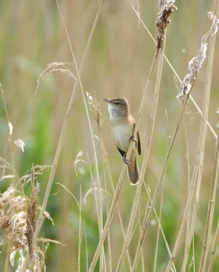 Great Reed Warbler on Friday singing his bits off to attract a Mrs GRW... A great burst of loud acro song - lots of fun. Pleasure to meet @rachel_lennard on her 8th visit to the bird that day... @LeeEvansBirding @RareBirdAlertUK #Birding @CambsBirdClub