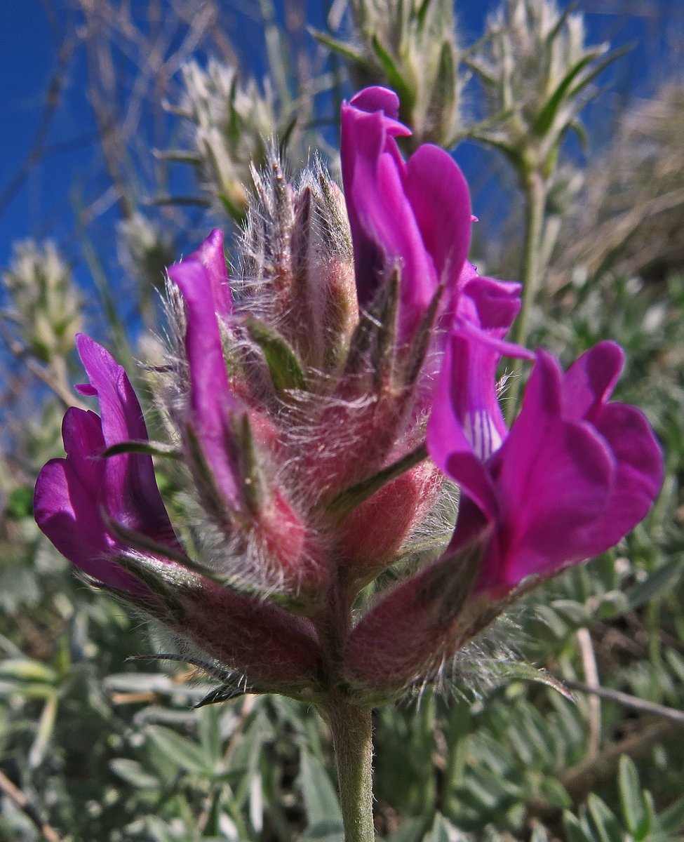 #Wildflowers are nearing peak on the Rims in Billings Montana