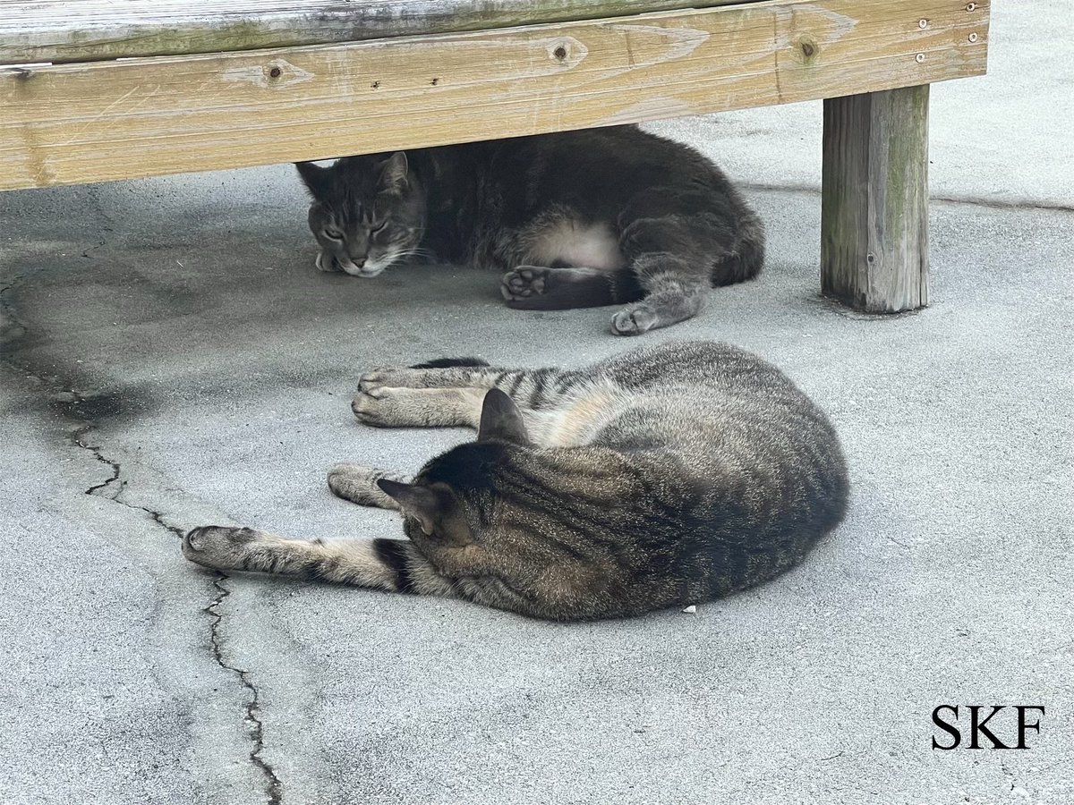 Lone Wolf and Sierra are enjoying a quiet, peaceful, and relaxing late  #Caturday afternoon on the Catico
😻🏡😻
They send #Purrs4Peace to all of their Furrends this Weekend.
☮️💖😺
#CatsOfTwitter 
#Tabby
#GreyPanfur