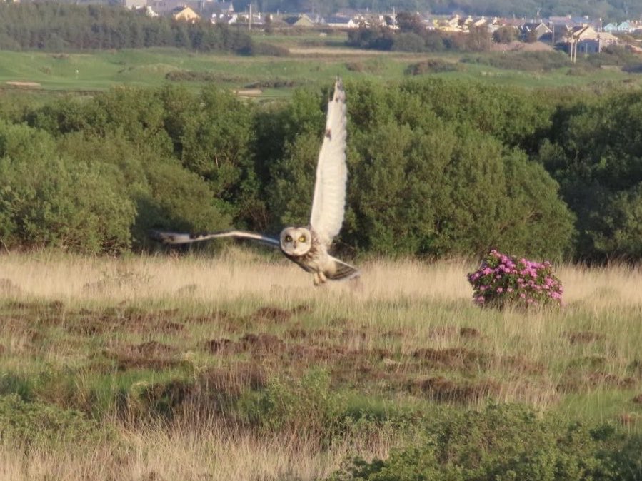 BarneyBirder's tweet photo. Short eared owl has been hunting along bog road in Ballinskelligs for the last six evenings— has been around since November https://t.co/e0taeFL3Kl