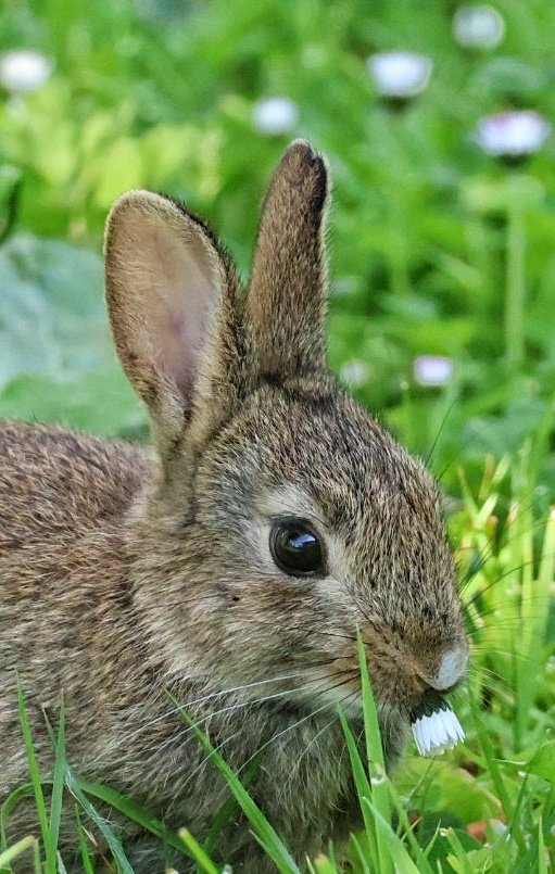 Trudie the baby bunny didn't get the memo about no mow May to preserve daisies 😂🐰