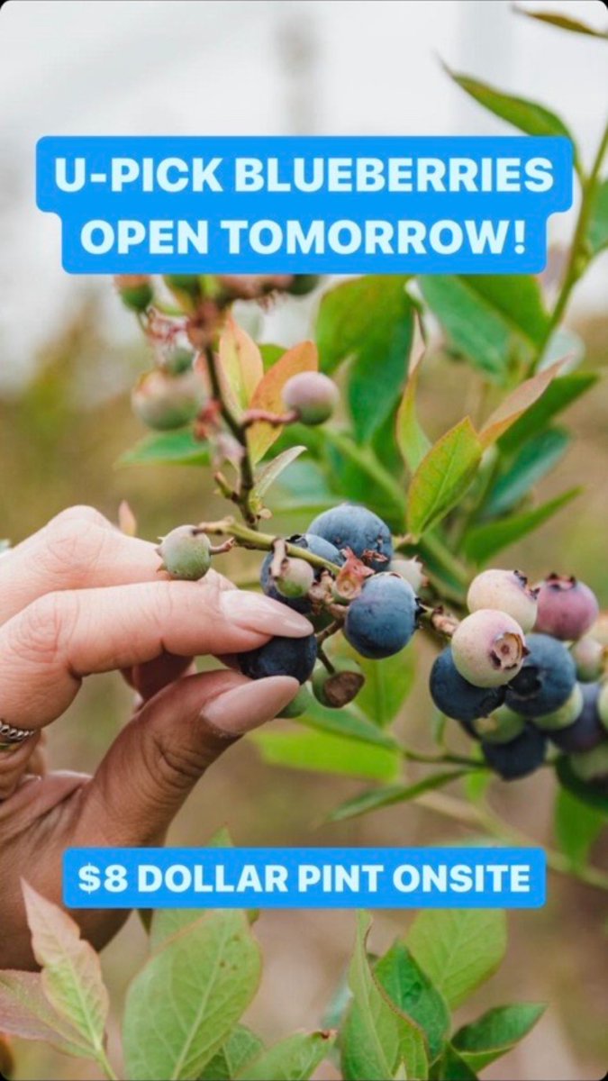 U-Pick Blueberries open tomorrow! Don't miss out! 🫐
bit.ly/3QQpj7P..