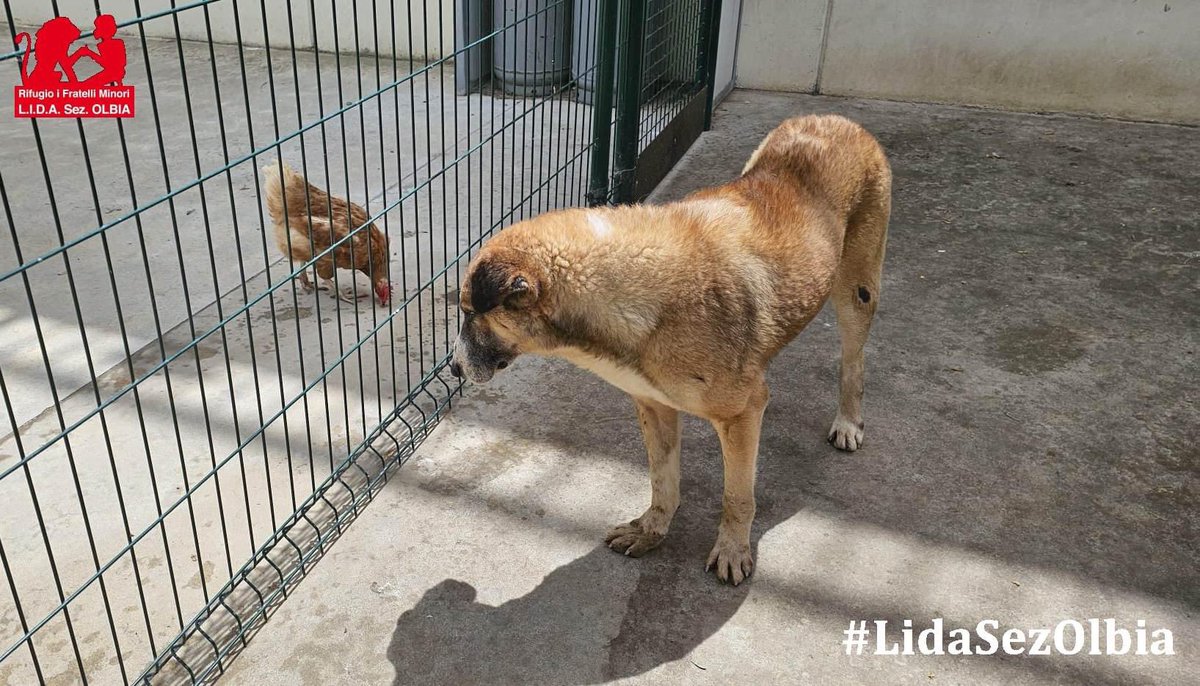 Io e la mia amica Lina vi auguriamo la buonanotte 🐓 🐾 A domani amici #LidaSezOlbia #rifugiofratelliminori