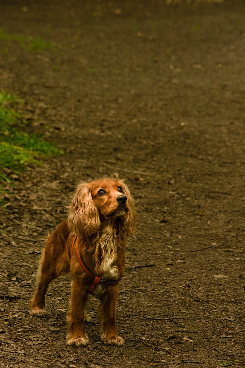 BELLEGREENWICH's tweet photo. At Lesnes Abbey Woods with the cocker spaniel #LesnesAbbey. #Wildlife #MallardDuck #LesserSpottedWoodpecker #CockerSpaniel ! https://t.co/cahv1sB9dv