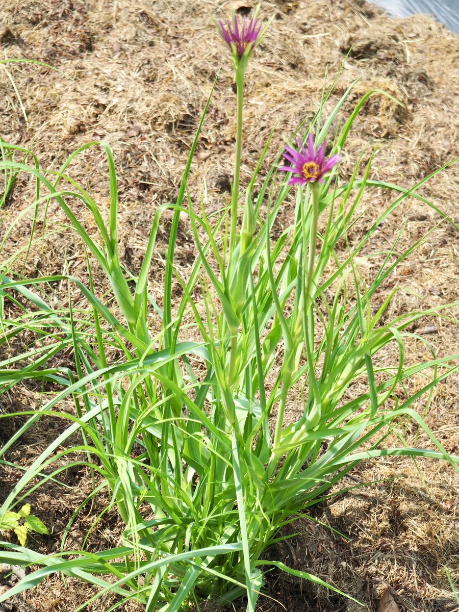 First time I have seen a salsify plant and flower. Grown for the root and is likened to asparagus and oysters although I have never tried one myself.