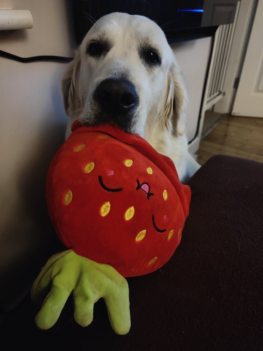 olajaqbowska's tweet photo. kToś przyniósł mamci truskawkę, na czipsy chce wymienić 😂
#Tosia #goldenretriever #psibarter https://t.co/ePjyTBP82B