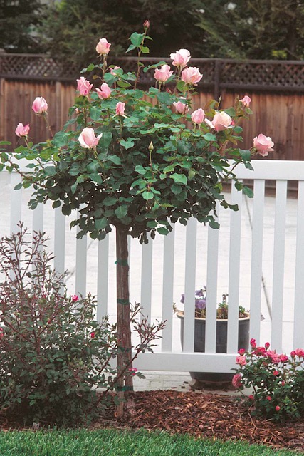 gardensbyyou's tweet photo. Versatile roses come in many colors, shapes, and sizes. A favorite are "standard" roses—commonly known as tree roses—that bring their flowers up to eye level.🌿
GrownByYou: We're All About How.℠
https://t.co/2UebRKkgua
@GardeningX #GardeningTwitter #rose #rosetree #rosegarden https://t.co/I0dRl73tkj