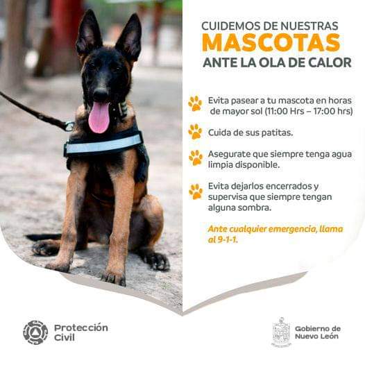 Cuidemos a nuestras mascotas del #GolpedeCalor ☀️🌡 🐶🐱Toma en cuenta las siguientes recomendaciones que emite @PC_NuevoLeon #TodasyTodosSomosProtecciónCivil