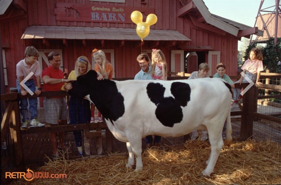 Minnie Moo was a Holstein cow with a hidden Mickey on her side. She lived at Walt Disney World's Magic Kingdom in the 1990s, delighting guests at Grandma Duck's Petting Farm in Mickey's Toontown Fair. She became a fan favorite before moving to Disney's Fort Wilderness Resort.