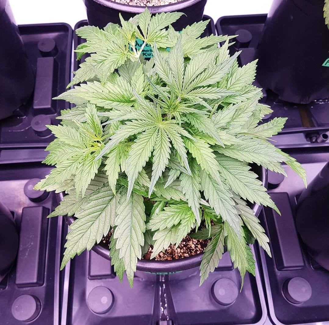 Mimosa Cake Auto Flower By @Fast_Buds Growing with @tnbnatural Using @MarsHydroLight @GrowMizz Happy growing