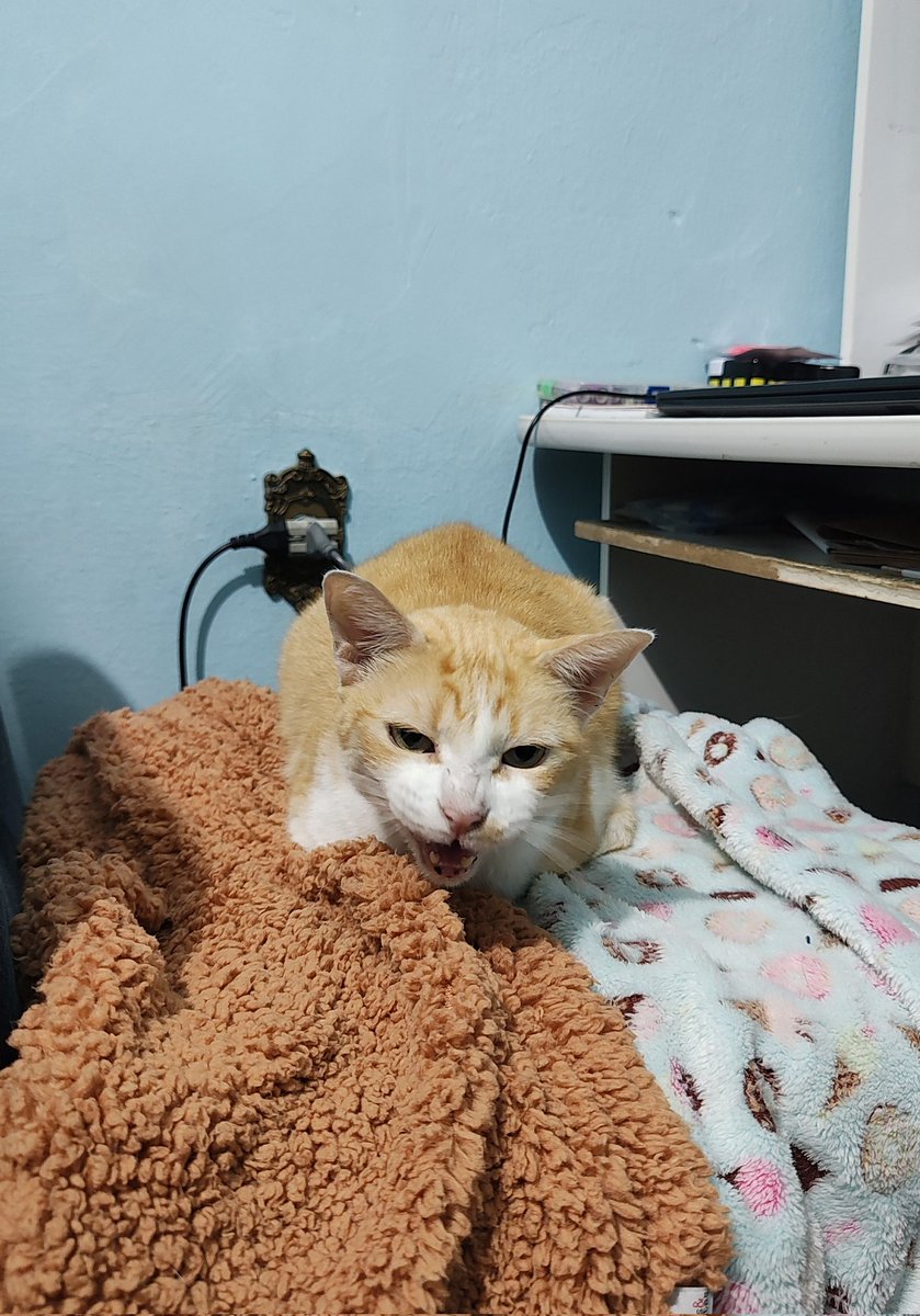 18h, hora do facinho!

Eu gosto é de falar! Falo mesmo
Ass: facinho

.
Pra ser lar temporário de resgatados da enchente, me mande DM