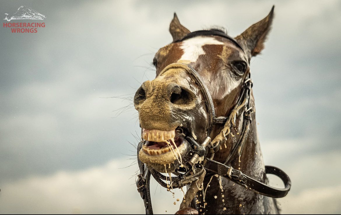 On the central matter of dead horses, a simple truth: Death, or at least a certain level of it, is built into the horseracing system. Killing is inevitable. And here’s why: 
horseracingwrongs.org/killing-is-ine…
#EndHorseracing #Preakness149 #HorseracingKillsHorses #Preakness