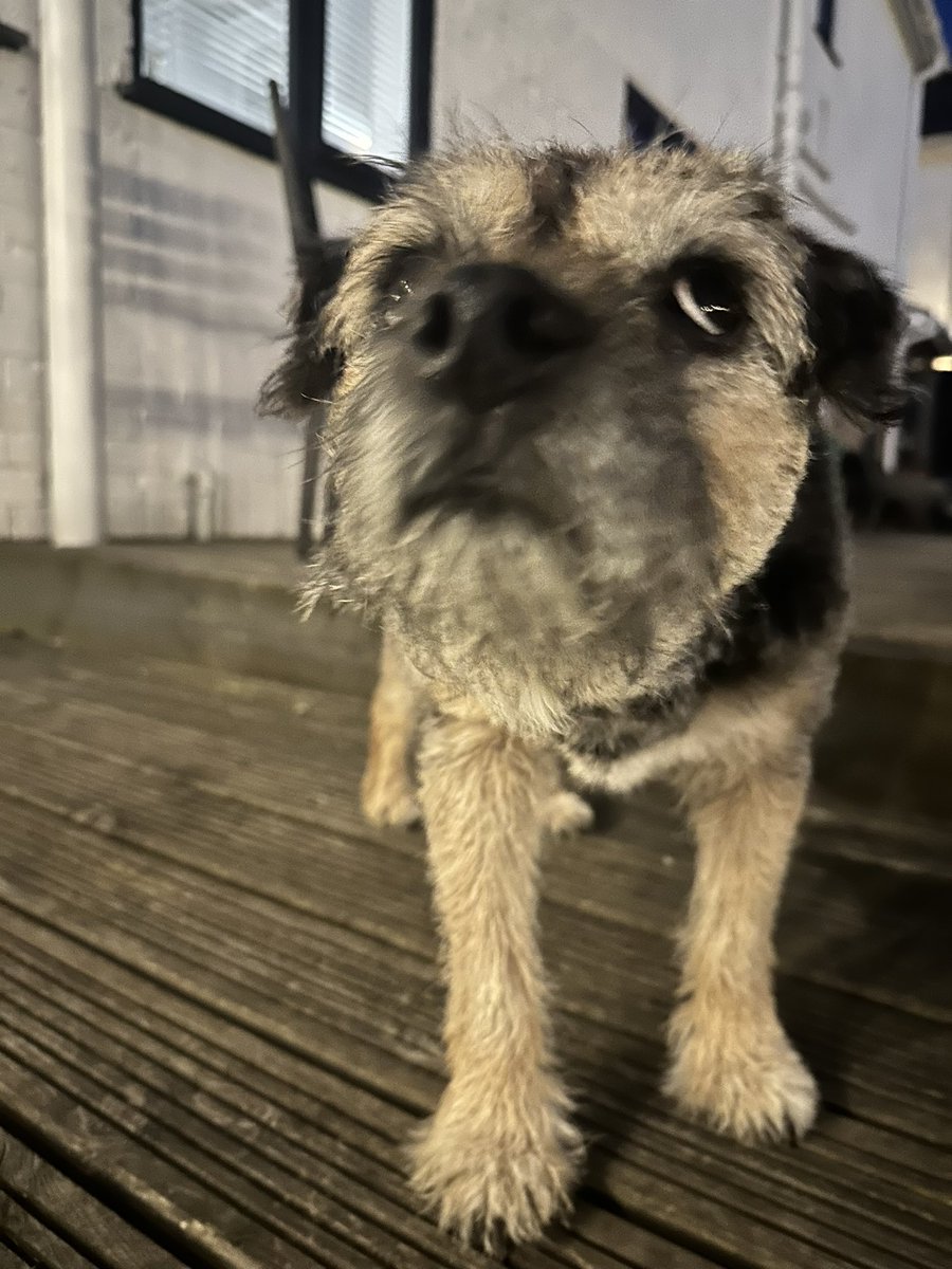 When she has me outside looking for the Aurora Borealis and it’s not even properly  dark yet #ScrappySideEye #ScrappyNelson #dogsofX #btposse #saturdaymotivation #AuroraBorealis #aurora