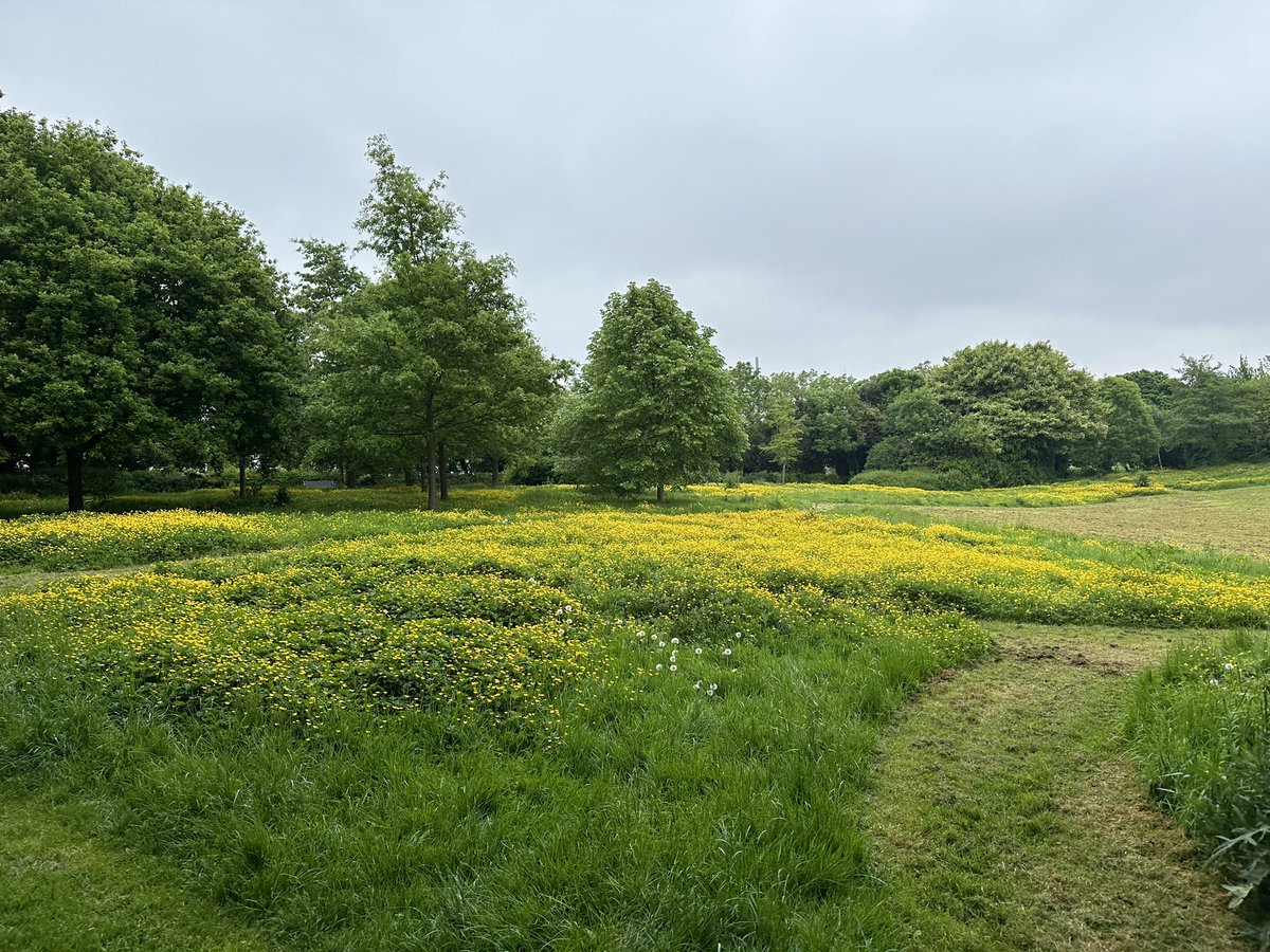 Day 138/100 - walk in Johnstown park & Tolka Valley park in Glasnevin today. A sea of buttercups…

#100daysofwalking 
#round4crew @NTBreakfast