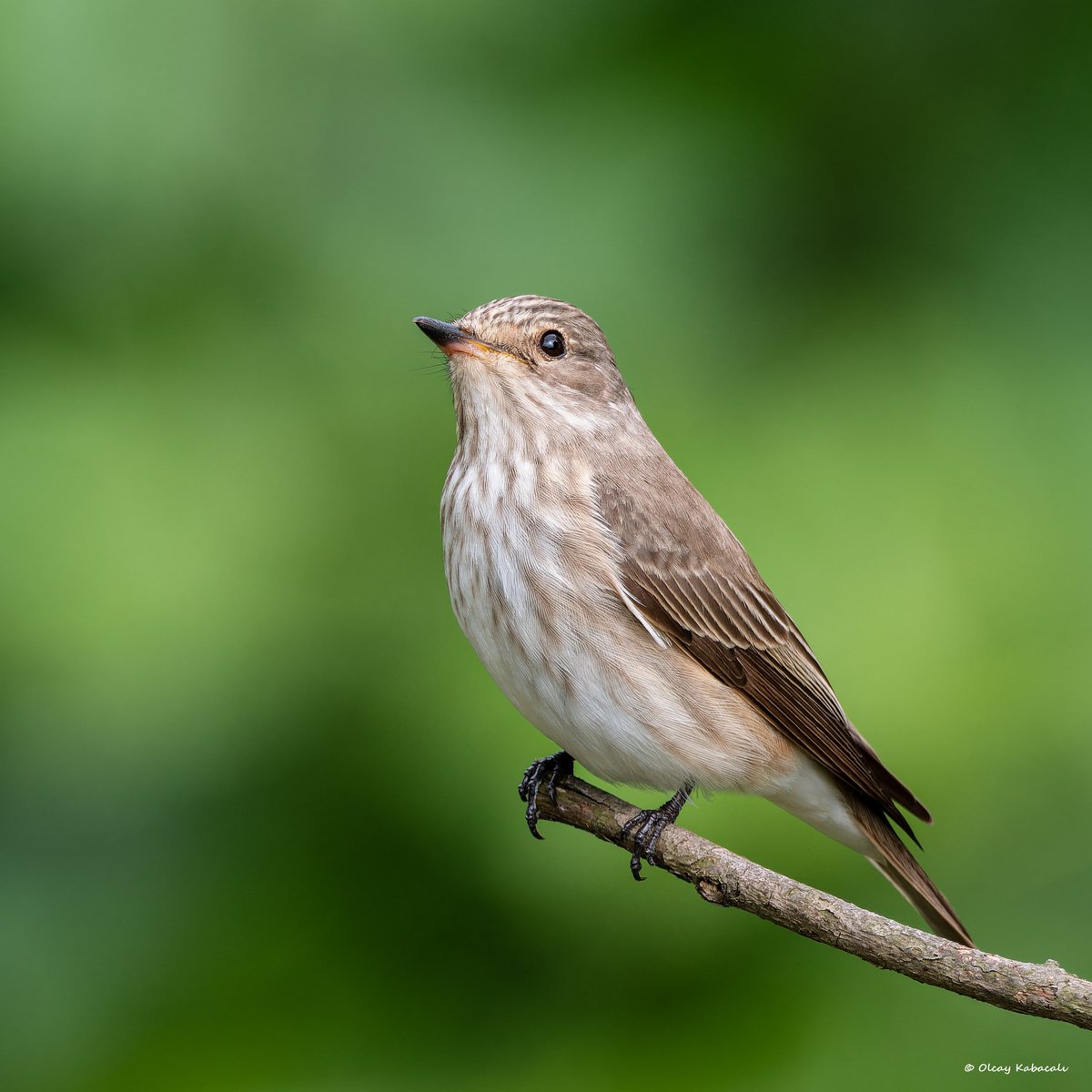 Benekli sinekkapan
Spotted flycatcher
#hangitür #birdsphotography