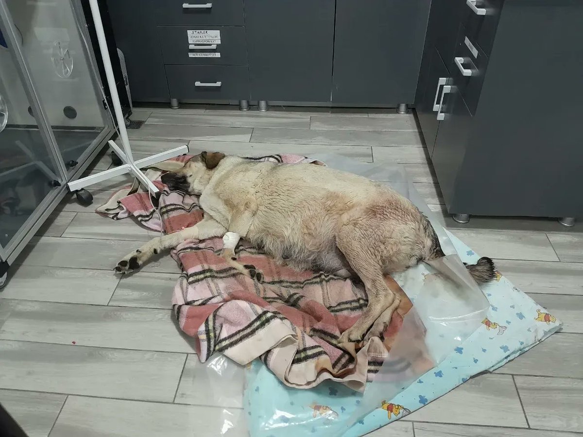 Muğla'da hamile sokak köpeğine tecavüz edildi. Normal şekilde doğum yapamayacağı ve kanamasının ciddi şekilde artması sebebiyle sezeryana alınan köpeğin durumu kritik. Olay yerinde bulunan 3 ölü köpekten de örnek alındı. #HayvanHaklarıAnayasaya